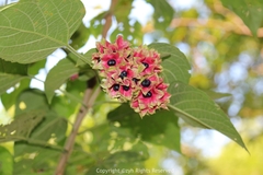 Clerodendrum canescens