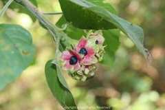 Clerodendrum canescens