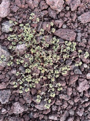 Euphorbia setiloba
