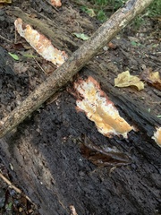 Pycnoporellus alboluteus