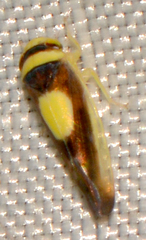 Colladonus clitellarius