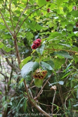 Clerodendrum canescens