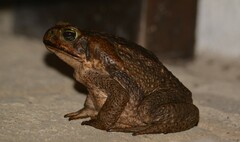 Rhinella