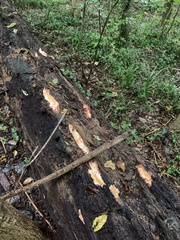 Pycnoporellus alboluteus