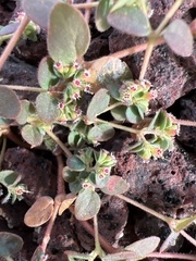 Euphorbia setiloba