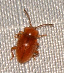 Danae testacea