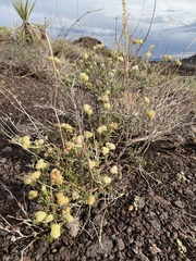 Eriogonum fasciculatum