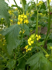 Rhamphospermum arvense