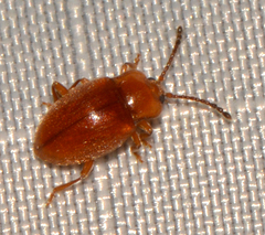 Danae testacea