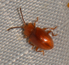 Danae testacea