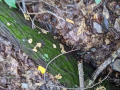 Ductifera pululahuana