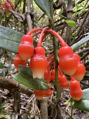 Psammisia graebneriana