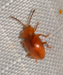 Danae testacea