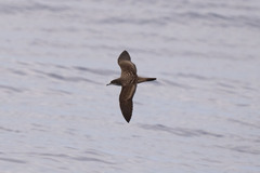 Ardenna pacifica