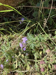 Glandularia gooddingii