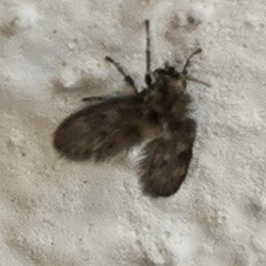 Psychodidae