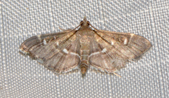 Diathrausta reconditalis
