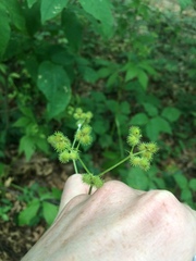 Sanicula canadensis