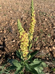 Verbascum nigrum
