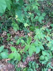 Sanicula canadensis