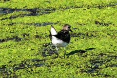Calidris melanotos