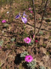 Moraea tripetala