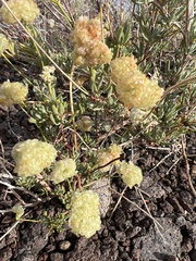 Eriogonum fasciculatum