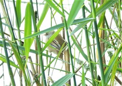 Panurus biarmicus