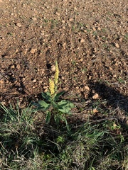 Verbascum nigrum