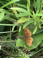 Boloria bellona