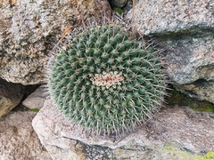 Mammillaria uncinata