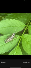 Melanoplus plebejus