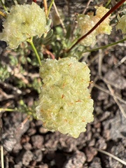 Eriogonum fasciculatum