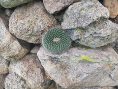 Mammillaria uncinata