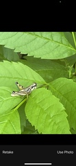 Melanoplus plebejus