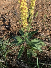 Verbascum nigrum