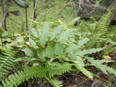 Phlebodium aureum