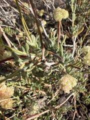 Eriogonum fasciculatum