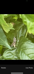 Melanoplus plebejus