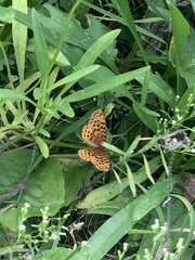 Boloria bellona
