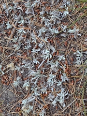 Antennaria howellii