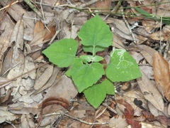 Mikania cordifolia