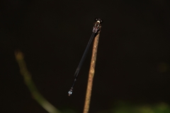 Indosticta deccanensis