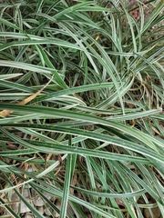 Carex morrowii