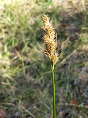 Carex subfusca