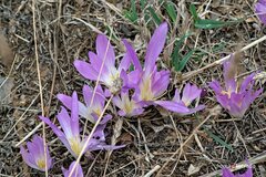 Colchicum montanum