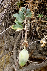 Passiflora × rosea