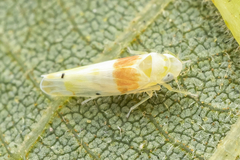 Eratoneura osborni