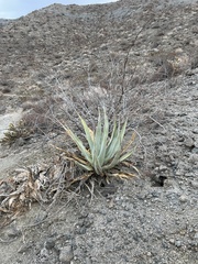 Agave deserti