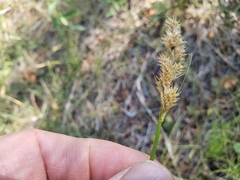 Carex subfusca